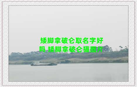 矮脚拿破仑取名字好吗 矮脚拿破仑猫图片